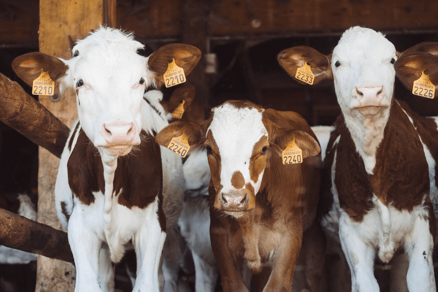 A farm showing its tagged 3 cows as part of it's enormus livestock