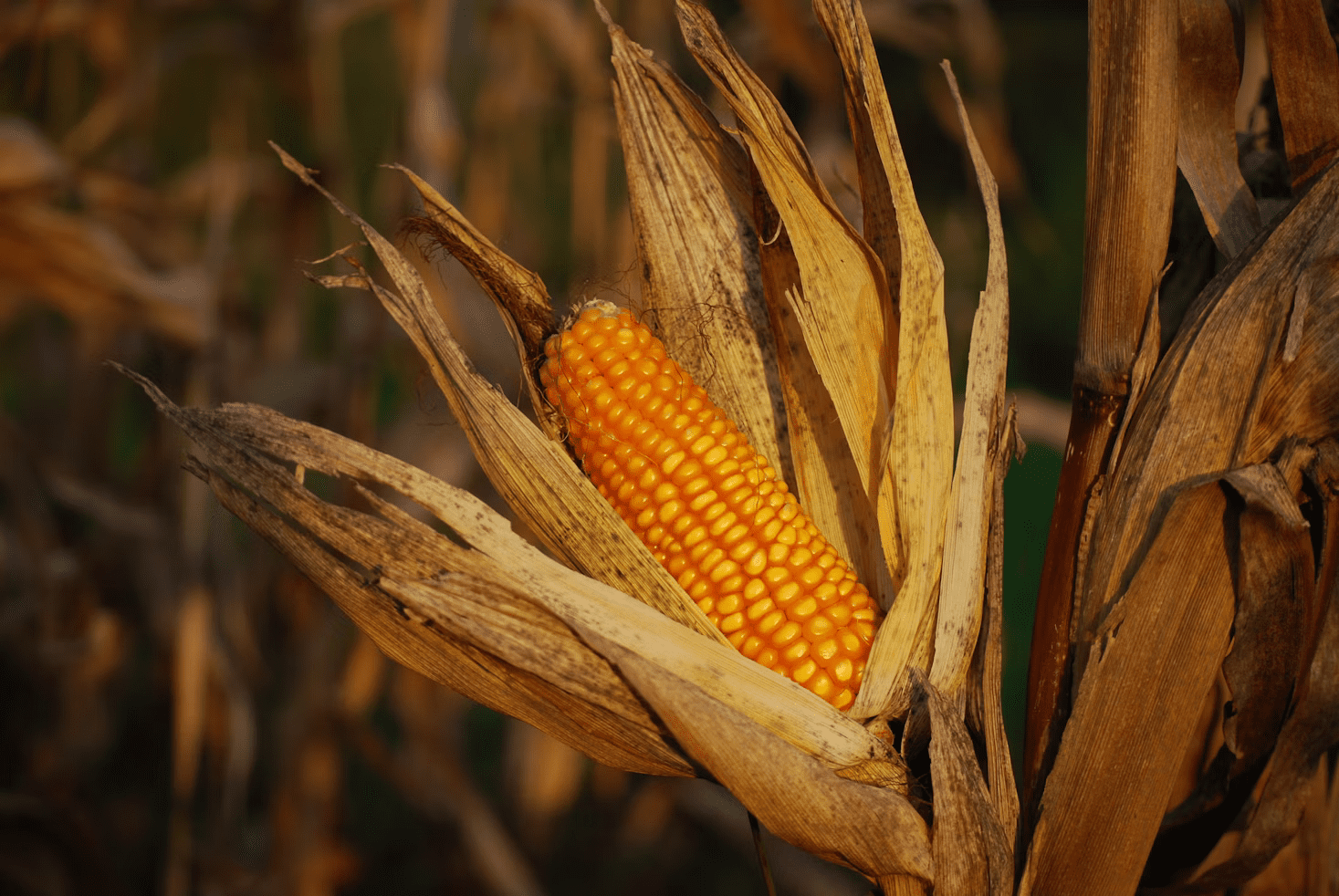 A maize cob ready for harvest